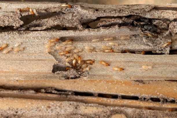 Best Ant Control Services  in Fruit Hill, OH