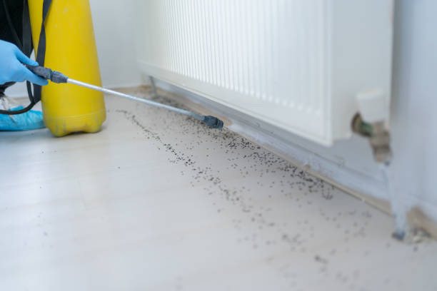 Best Wasp Removal Services  in Fruit Hill, OH